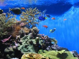 Aquarium In Paris