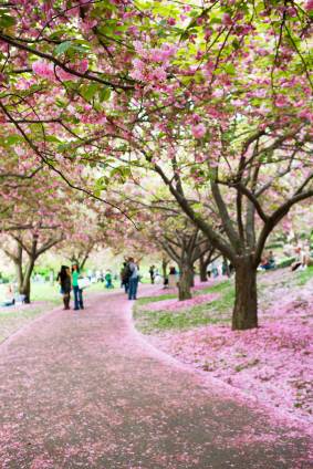 Flower Cherry Copaci în Grădina Botanică Brooklyn