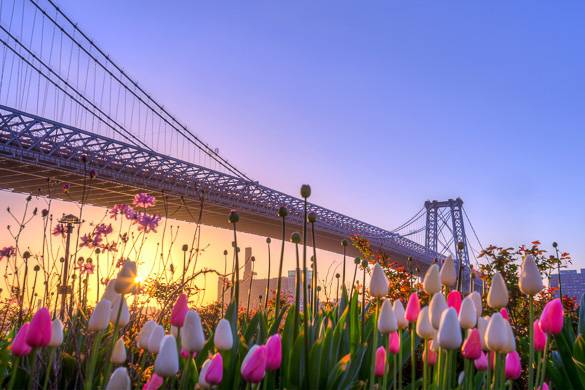 https://www.nyhabitat.com/sp/blog/wp-content/uploads/2018/05/mejores-maneras-disfrutar-primavera-alquiler-apartamento-NYC-tulipanes-Williamsburg-Bridge.jpg